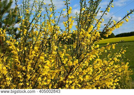 Cytisus Scoparius, Common Broom Or Scotch Broom Yellow Flowers Closeup Selective Focus.