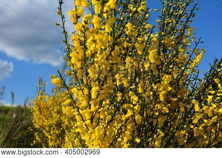Cytisus Scoparius, Common Broom Or Scotch Broom Yellow Flowers Closeup Selective Focus.