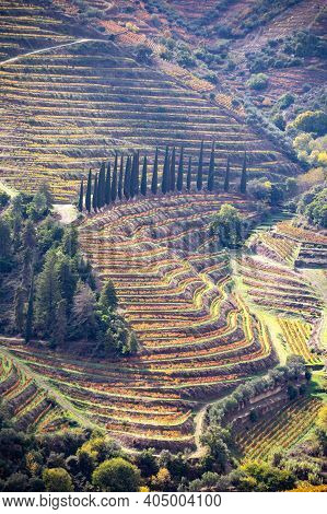Colorful Autumn Landscape Of Oldest Wine Region In World Douro Valley In Portugal, Different Variete