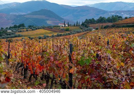 Colorful Autumn Landscape Of Oldest Wine Region In World Douro Valley In Portugal, Different Variete