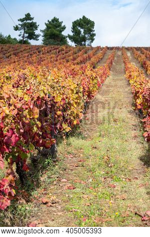 Colorful Autumn Landscape Of Oldest Wine Region In World Douro Valley In Portugal, Different Variete