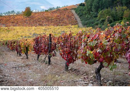 Oldest Wine Region In World Douro Valley In Portugal, Colorful Very Old Grape Vines Growing On Terra