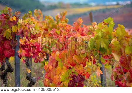 Colorful Autumn Landscape Of Oldest Wine Region In World Douro Valley In Portugal, Different Variete