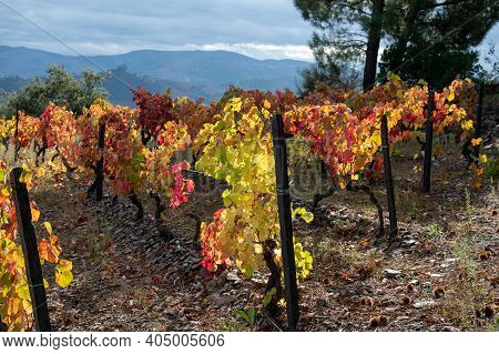 Oldest Wine Region In World Douro Valley In Portugal, Colorful Very Old Grape Vines Growing On Terra
