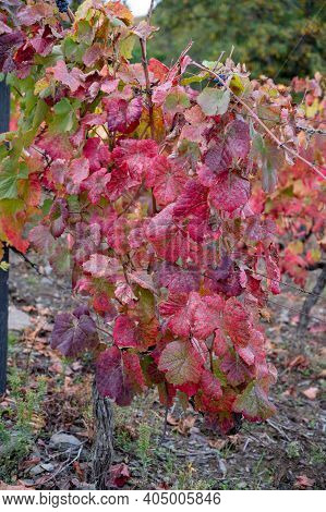 Oldest Wine Region In World Douro Valley In Portugal, Colorful Very Old Grape Vines Growing On Terra