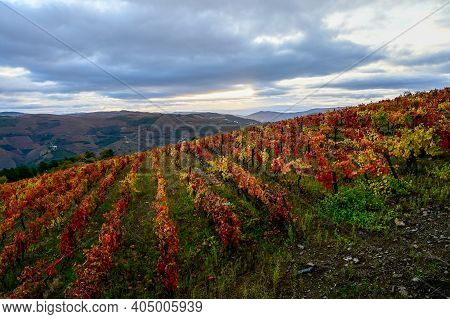 Colorful Autumn Landscape Of Oldest Wine Region In World Douro Valley In Portugal, Different Variete