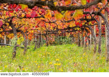 Oldest Wine Region In World Douro Valley In Portugal, Different Varietes Of Red Grape Vines Growing
