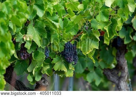 Ripe Black Or Blue Syrah Wine Grapes Using For Making Rose Or Red Wine Ready To Harvest On Vineyards
