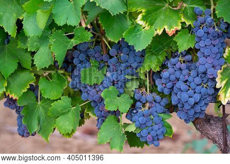 Ripe Black Or Blue Syrah Wine Grapes Using For Making Rose Or Red Wine Ready To Harvest On Vineyards