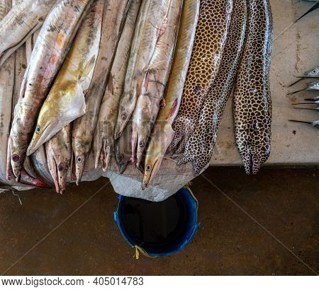 Moraenas On The Table In Dar Es Salaam. Morey Eel On Slab At Fish Market, Tanzania