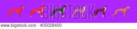 Set Of Whippet Dogs Cartoon Icon Design Template With Various Models. Modern Vector Illustration Iso
