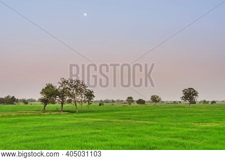 A Group Of Herons Perched On The Tree In Rice Field For Relax In The Evening After The Sun Goes Down