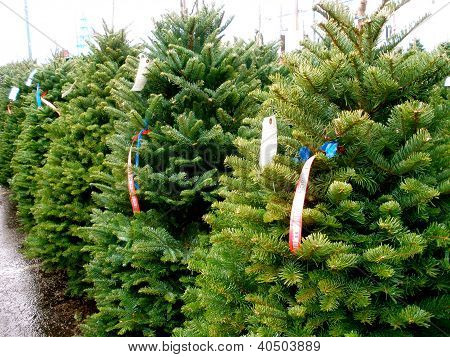 Christmas Tree Lot