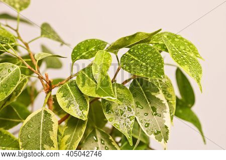 Ficus Benjamin Plant Leaves In Drops Of Water After Spraying, In A Pot On A Light Background Close-u