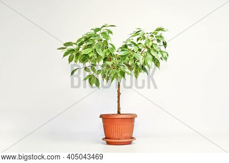 Ficus Benjamin Plant In A Pot On A Light Background. Indoor Plant For Indoor Floriculture And Phytod