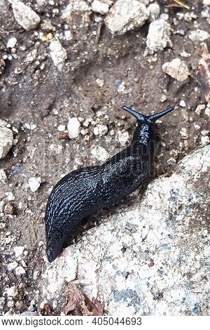 Close-up Image Of A Big Black Slugs In Tian Shan Nature. Arion Ater L, Family Arionidae. Top View.