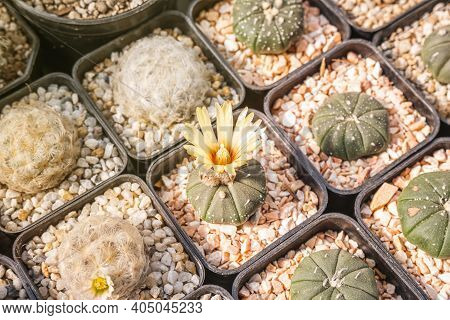 Cactus Flowers, Astrophytum Asterias With Yellow Flower Is Blooming On Pot, Succulent, Cacti, Cactac