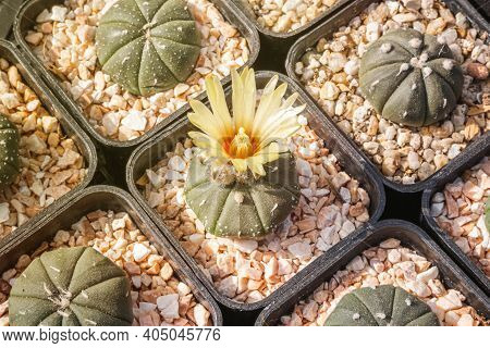 Cactus Flowers, Astrophytum Asterias With Yellow Flower Is Blooming On Pot, Succulent, Cacti, Cactac
