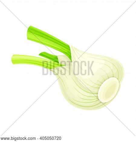 Florence Fennel Or Finocchio Bulb As Raw Crisp Vegetable Vector Illustration