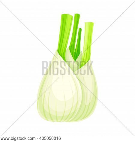 Florence Fennel Or Finocchio Bulb As Raw Crisp Vegetable Vector Illustration
