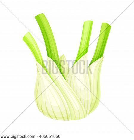 Florence Fennel Or Finocchio Bulb As Raw Crisp Vegetable Vector Illustration