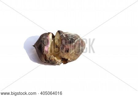 Closeup Of Rotten Water Chestnut Or Eleocharis Dulcis Isolated On White Background