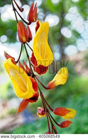 Clock Vine Flowers - Thunbergia Mysorensis - Antigua, Guatemala