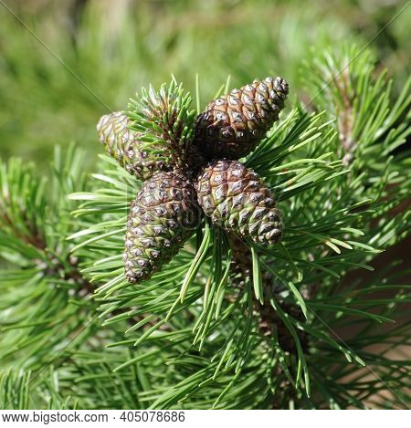 Four New Cones In Pine Tree Branch On Blurry Background