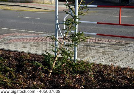 Christmas Trees Scattered All Over The Country In The City. People Throw Away This Beautiful Symbol 