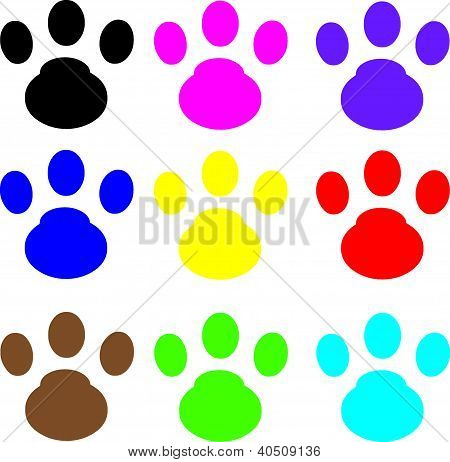 impronta di gatto