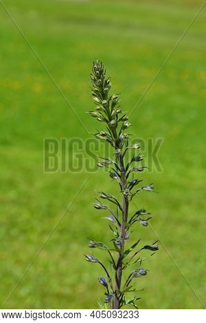 Alpine Delphinium Pacific Giant Flower Buds - Latin Name - Delphinium Elatum Pacific Giant