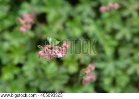 Dalmatian Cranesbill Flower Buds - Latin Name - Geranium Dalmaticum