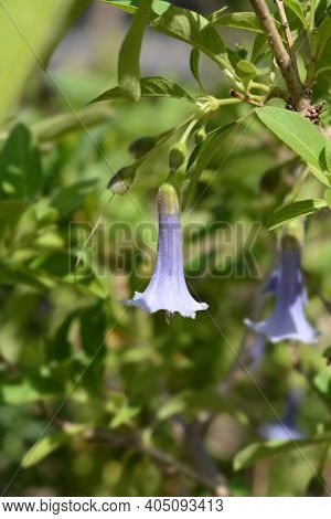 Blue Angels Trumpet - Latin Name - Iochroma Australe