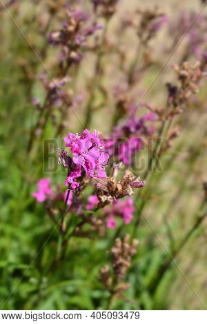 Sticky Catchfly Pink Flowers - Latin Name - Lychnis Viscaria (silene Viscaria)
