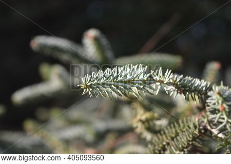 Blue Spanish Fir Branch - Latin Name - Abies Pinsapo Glauca