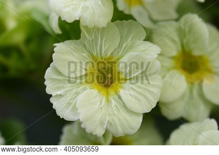 Yellow Poison Primrose - Latin Name - Primula Obconica