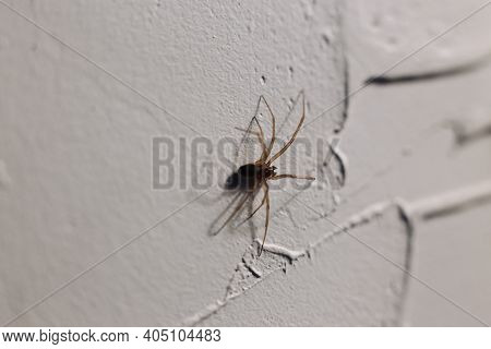 Spider Crawls On A White Wall In A House