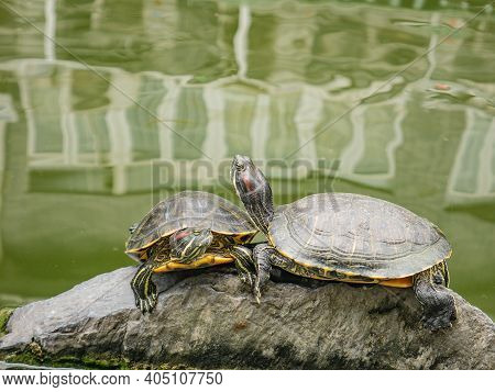 Turtle In The Water Pond With Refraction Of The Tree And Building On The Water On The Hualin Street 