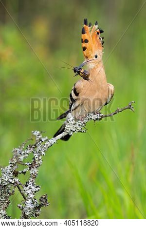 Eurasian Hoopoe With Bug In Beak On Twing In Spring