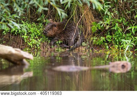 Hidden Eurasian Beaver Chewing Plants On Riverside Just Above Water In Summer.