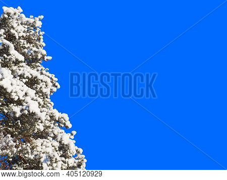 Snowy Pine (pinus Sylvestris) Branches On Isolated Blue Background, Tree On Left Side