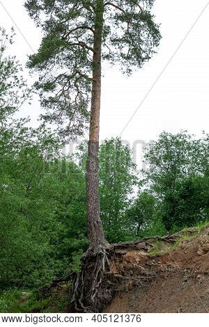 Root System And Trunk Of An Old Tall Pine Growing On The Edge.