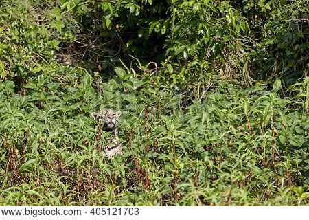 Jaguar, Panthera Onca, Is A Large Felid Species And The Only Extant Member Of The Genus Panthera Nat