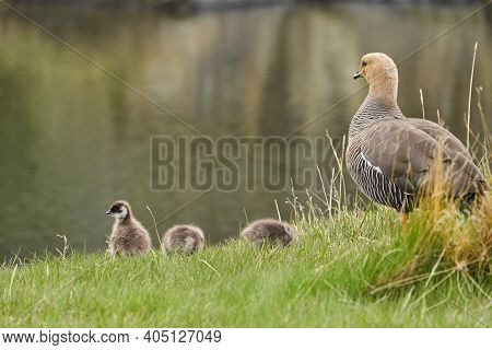 Chloephaga Picta, Upland Goose Or Magellan Goose Is A Sheldgoose Subfamily Of The Anatidae. Family W