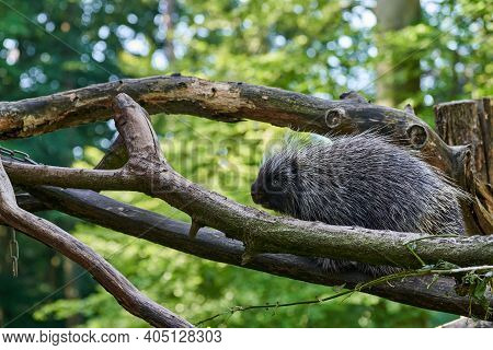 Erethizontidae, North American Porcupine, Climbing Over Trees And Branches. Lives In North America, 