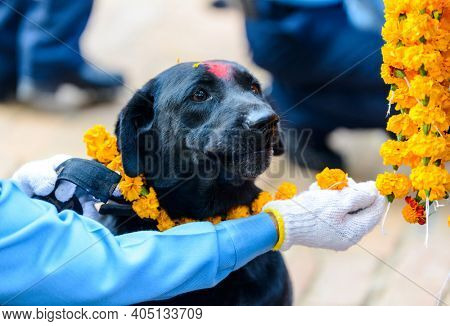 Celebrating Kukur Tihar festival in Kathmandu, Nepal. Black dog with red tika and marigold garland.