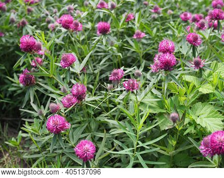Trifolium Pratense. Thickets Of A Blossoming Clover. Red Clover Plants In Sunshine. Honey Bee At Red