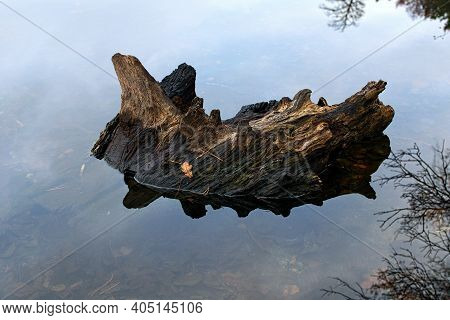 Old Tree Trunk Reflected In The Tranquil Water Surface. Old Tree Trunk Salient From Surface Pond. Au