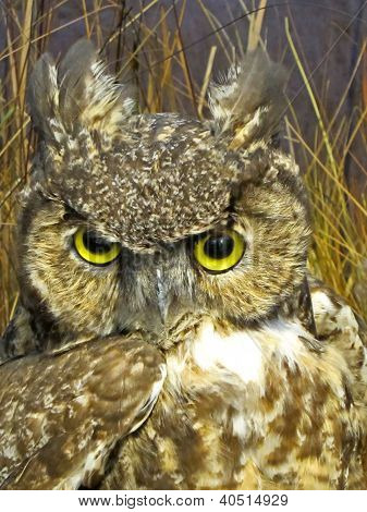 Closeup Of A Great Horned Owl
