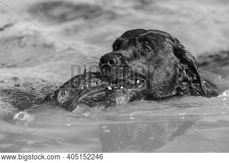 Black Labrador